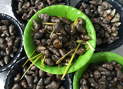 Ốc vặn luộc